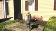 Goat Simulator (PC) (Letölthető) thumbnail